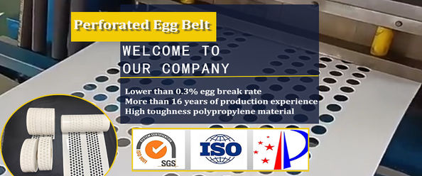 quality Poultry Manure Belt factory