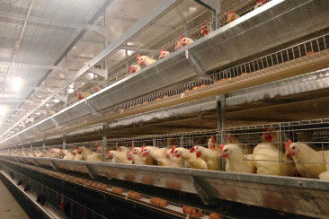 Neueste Unternehmensnachrichten über Es sind fünf Maßnahmen zu ergreifen, um Verluste zu vermeiden, wenn die Temperatur des Hühnerstalls 30°C übersteigt.