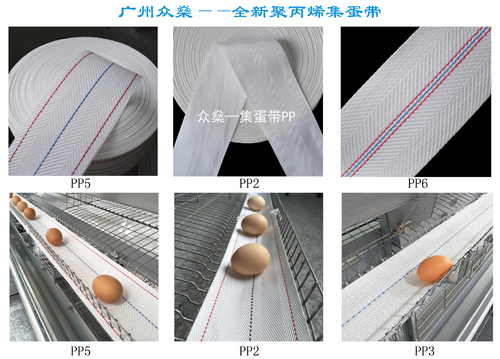 Latest company news about Guangzhou Zhongshen China Egg Conveyor Belt | Egg Collection Belt Source Manufacturer
