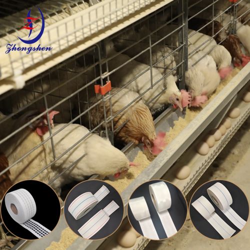 Derniers blogs de l'entreprise sur What Are the Two Main Types of Egg Belts Used in Poultry Layer Farms?
