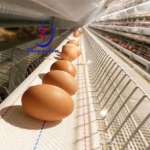 Laatste bedrijfsblogs What Makes Egg Belts Essential for Today's Poultry Industry?