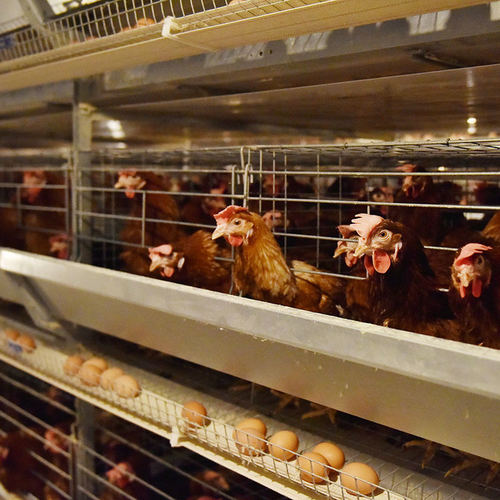 Latest company blogs about Ultimate Guide to Egg Belts Purchasing in 2025: How to Choose the Most Suitable Egg Conveyor Belt
