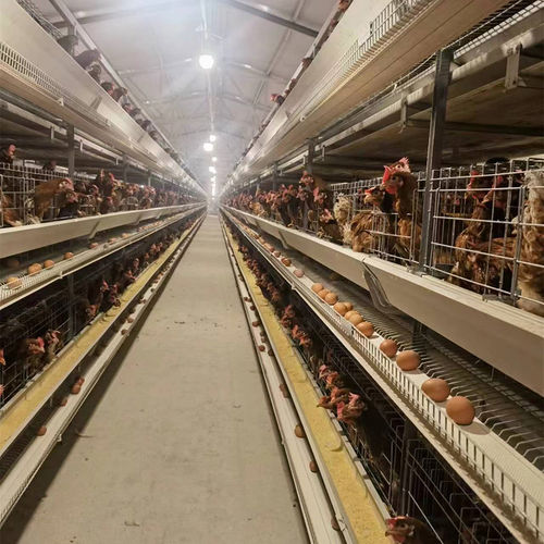 أحدث مدونات الشركة حول Automatic Egg Collection Systems: How Modern Egg Conveyor Belts Transform Layer Farm Productivity
