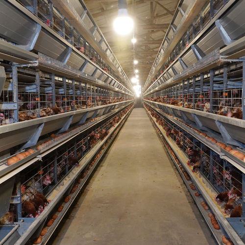 ข่าวล่าสุดของบริษัทเกี่ยวกับ วิธี ทํา ให้ เข็มขัด ขน ไข่ สะอาด และ ทํา ให้ อนามัย อย่าง ถูก ต้อง