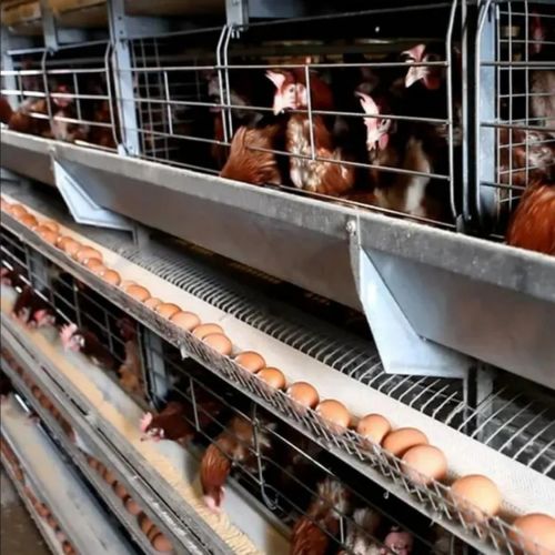 ข่าวล่าสุดของบริษัทเกี่ยวกับ 5 ปัญหาทั่วไปของสายพานลำเลียงไข่ (และวิธีแก้ไข)