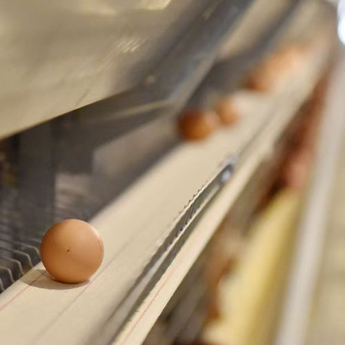 ข่าวล่าสุดของบริษัทเกี่ยวกับ 7 วิธีที่สายพานเก็บไข่ของคุณสามารถลดไข่แตกได้