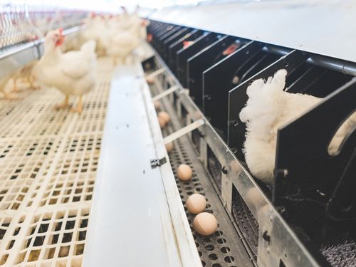 ข่าวล่าสุดของบริษัทเกี่ยวกับ ปัญหาของเข็มขัดไข่: เสานก VS ระบบกรงไก่