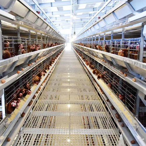 Laatste bedrijfsblogs Eierbandhygiëne: een cruciale factor in de bioveiligheid van pluimveebedrijven