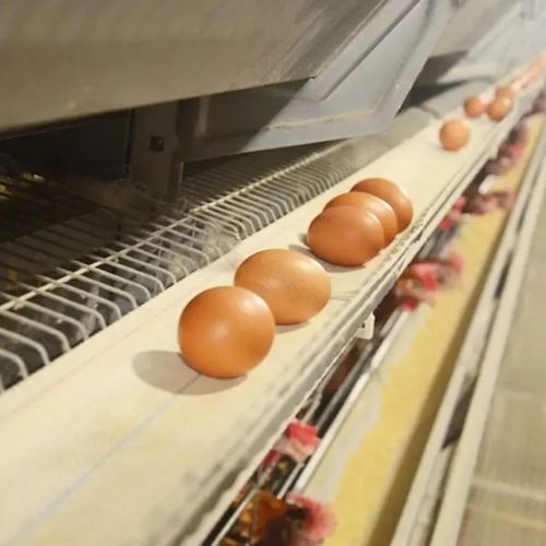 Laatste bedrijfsblogs Handmatige eierverzameling versus eiertransportband in legkippenbedrijf: een kostenanalyse