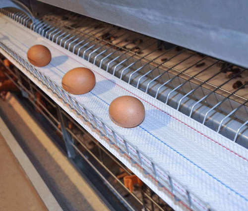 Laatste bedrijfsblogs Top Manufacturers and Suppliers of Egg Collection Belts: Guangzhou Zhongshen 