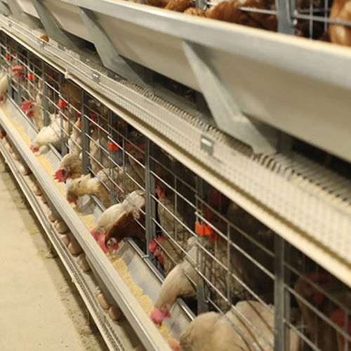 Laatste bedrijfsblogs Een Gids voor de Koper van Pluimvee-apparatuur: 7 Vragen om te Stellen aan de Fabrikant & Leverancier van uw Eiertransportbanden!