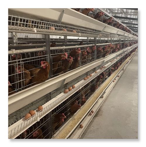 Laatste bedrijfsblogs Integratie van uw eierbanden met Farmpackers en datasystemen - Het ontsluiten van maximale efficiëntie in leghennenbedrijven: