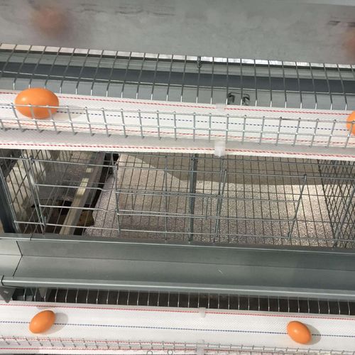 أحدث مدونات الشركة حول The Top 3 Causes of Egg Belt Tears (and How to Prevent Them)