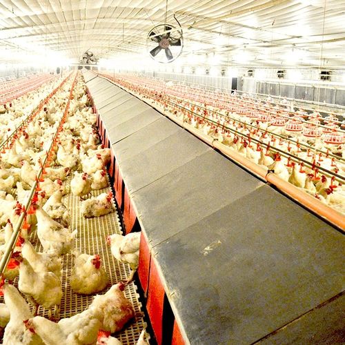 Blog công ty mới nhất về Tại sao Vành đai Trứng Đục Lỗ lại Cần Thiết cho Hệ thống Chuồng Chim & Không Chuồng