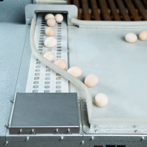 Blog công ty mới nhất về Làm thế nào vành đai trứng đục lỗ làm giảm trứng nứt?