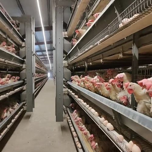 Blog công ty mới nhất về Làm thế nào để đặt hàng một Vành đai Thu thập Trứng Tùy chỉnh?