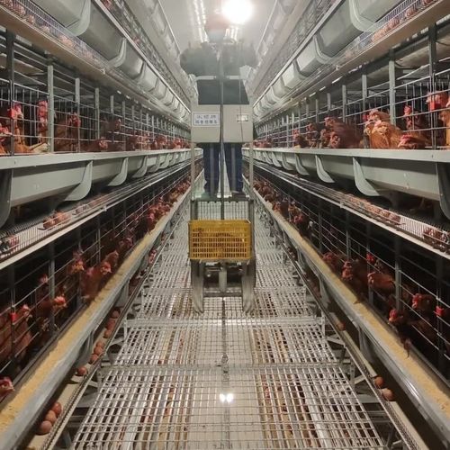 Blog công ty mới nhất về Hướng dẫn thực hành về Vệ sinh Băng tải Trứng trong Trang trại và Phòng ngừa Salmonella