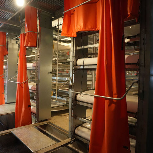 Blog công ty mới nhất về Hệ thống Băng tải Phân gà so với Hệ thống Cào phân: So sánh trực diện