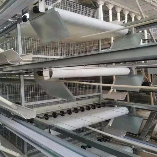 Latest company blogs about Why a Chicken Manure Belt is Essential for Modern Chicken Coops？