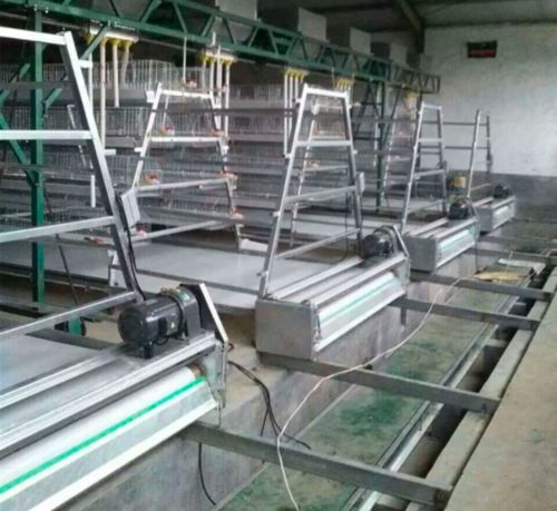 Latest company blogs about Choosing a Poultry Manure Belt: A Guide for Modern Poultry Farm Manager