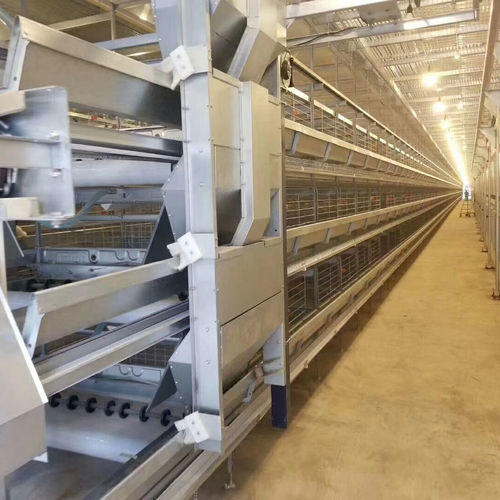 Latest company blogs about How a Chicken Cage Manure Removal Belt Improves Chicken Farm Biosecurity