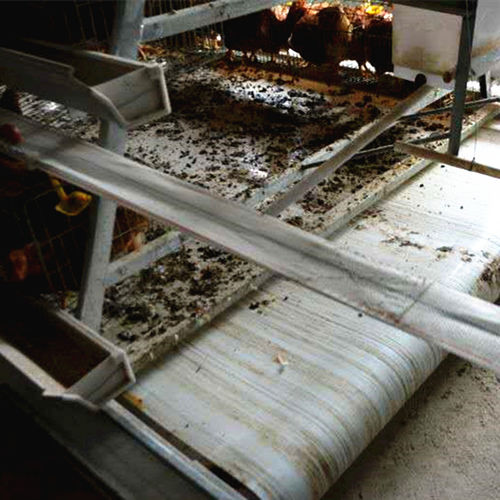 Latest company blogs about Zhongshen Manure Belt: The Best Choice For Poultry Farm Manure Removing