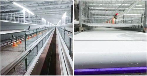 Najnowsze blogi firmy Jaki jest prawdziwy zwrot z inwestycji (ROI) wysokiej jakości taśmy do obornika drobiowego?