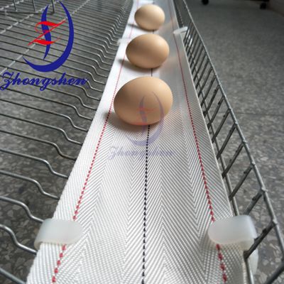 Buon prezzo Zhongshen High Quality Nylon Egg Collection Belt For Poultry Layer Farm in linea