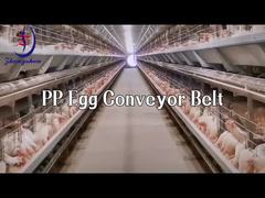 Chian Source Factory Egg Conveyor Belt of Egg Collecting Machine in Chicken House